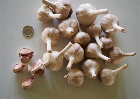 How Much Is A Clove Of Garlic A Perfect Guide To Discover All About