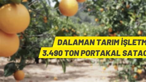 Valencİa Portakal SatiŞta Taka Gazete Trabzon Haber Karadeniz Haber
