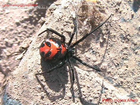 Viuda Negra Latrodectus Curacaviensis 3898 Biodiversidad Virtual