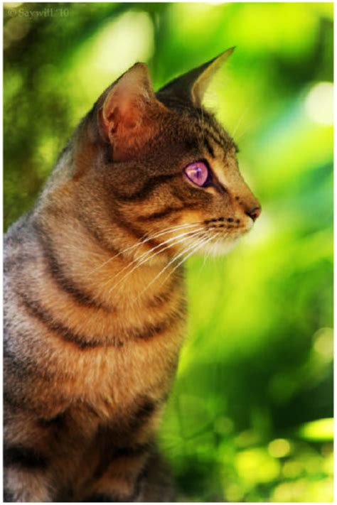 Hollowclan Warrior Cat Clans Wiki Fandom Powered By Wikia