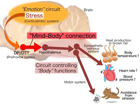 Found Neural Circuit That Drives Physical Responses To Emotional