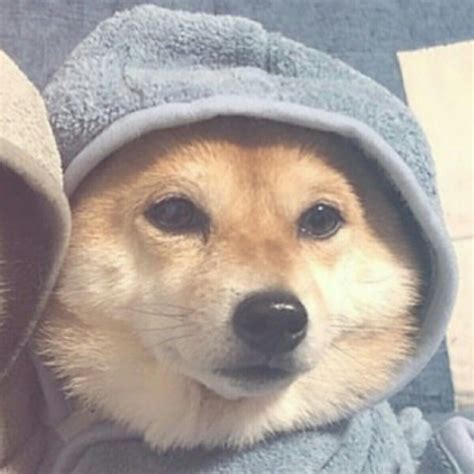 Discord Matching Pfp Animals Cute Cat Matching Pfps - headbandanas