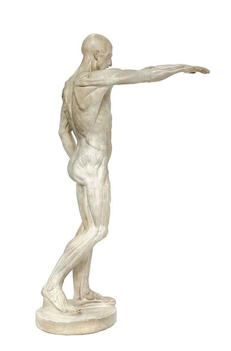 Anatomical Flayed Cast Of Plaster Depicting A Standing Man With Lifted