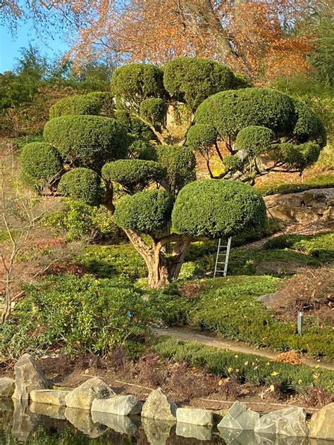 Die brücken sind überfüllt mit spinnennetzen und teile des gartens sind abgesperrt. Japan Garten Stuttgart / Japanischergarten Japangarden ...