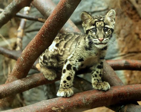 What Is A Clouded Leopard Home Design Ideas