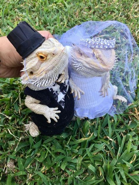 Whole Set Xlrg Wedding Costume Dress 4 Couple Bearded Dragons Ebay