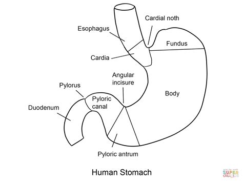 Human Stomach Coloring Page Free Printable Coloring Pages