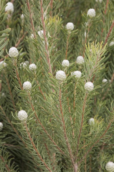 Silver Cone Galpin's Conebush | Monrovia nursery, Monrovia plants, Low