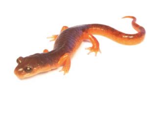 Ensatina Salamander For Sale Upriva Reptiles