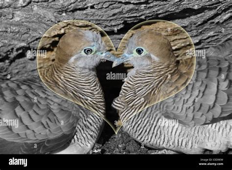 Valentine Love Birds Couple Doves In Heart Stock Photo Alamy