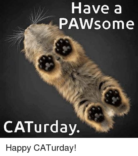 The best memes from instagram, facebook, vine, and twitter about saturday meme. Have a PAW Some CATurday Happy CATurday! | Caturday Meme on ME.ME