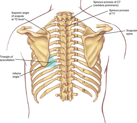 Anatomy Diagram Rib Area Ribs And The Spine — Back To Health Wellness