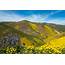Wildflowers Super Bloom 2019 Carrizo Plain National Monument 
