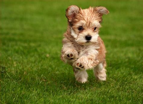 Meet this adaptable, friendly, and loving hybrid breed! 20 Cute Puppy Pictures