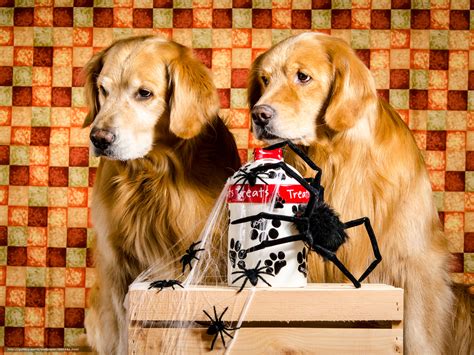 Hund t shirt design kostenlose vector und png. Download Hintergrund Labrador, schöner Hund, Dog, lustiger ...