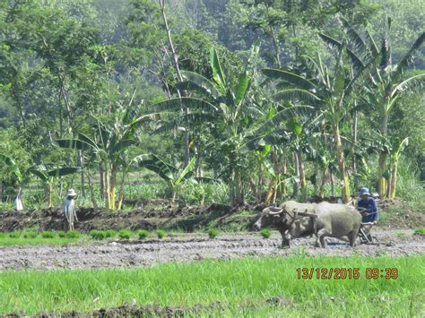 Teriakan para petani ini bisa mendatangkan para kerbau. taruman guyub: Membajak Sawah Dengan Kerbau