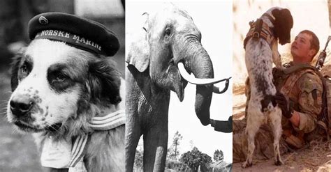 5 Amazing Animals That Served In The Military War History Online