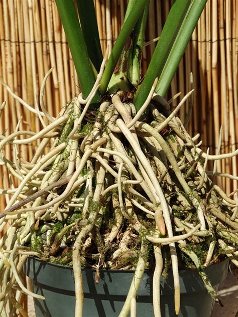 Once you've got a grasp of the factors at play, i'd suggest you think about how that affects your own anthurium. XL Anthurium Water Dragon Birdnest Plant in 6" Pot - Kens ...