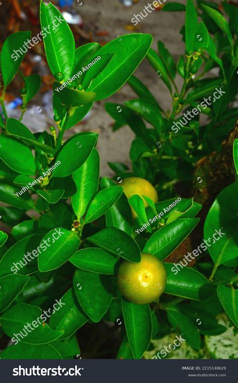 Yellow Green Calamansi Calamondin Philippine Lime Stock Photo