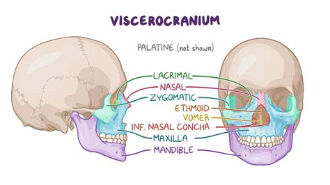 Bones Of The Cranium Osmosis