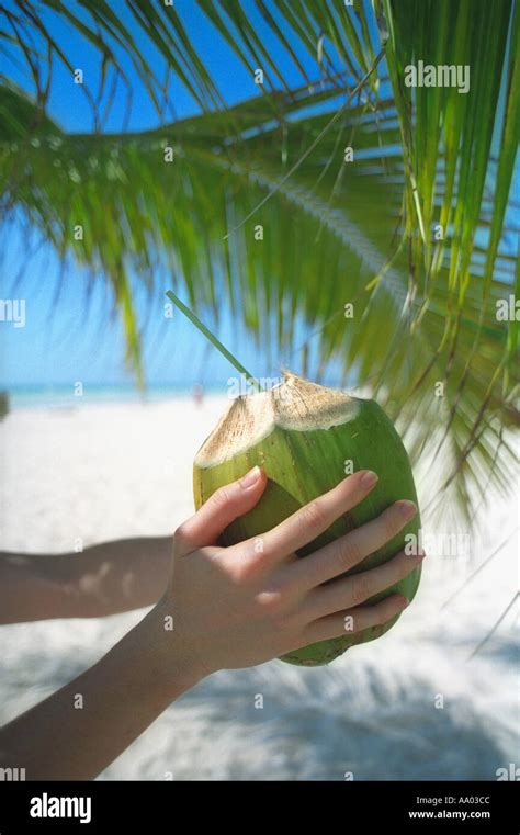 womans hands holding coconut with straw for drinking cancun quintana roo mexico model released
