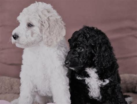 Akc Standard Poodle Puppies In Michigan For Sale In Lansing Michigan