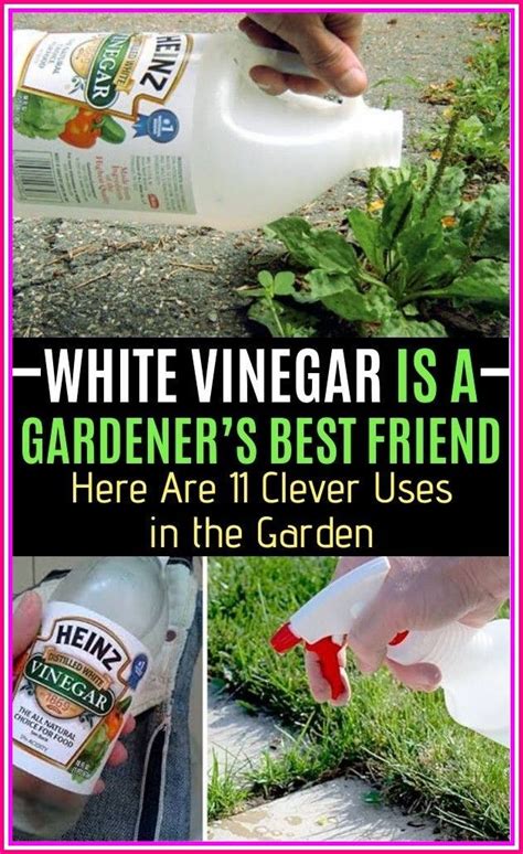 Get Rid Of Gnats With White Vinegar Faqs And Tips Decoomo