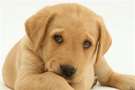 Adorable puppies for sale in new york city. Dogs really DO put on their 'puppy eyes' to get what they want