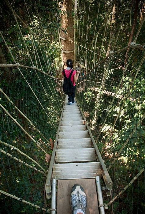 A slightly strenuous hike is going to bukit indah (beautiful view hill). Taman Negara canopy walkway - Titiwangsa Mountains ...