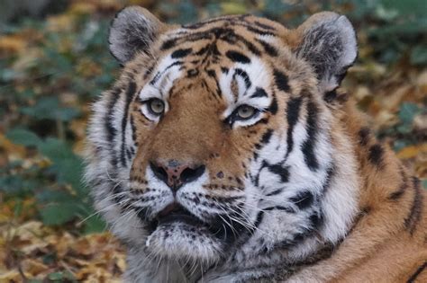 Tiger Amurtiger Big Cat Free Photo On Pixabay Pixabay
