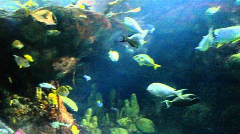 Walk Through Minnesota Sea Life Aquarium At The Mall Of America