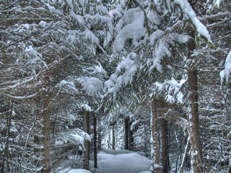 Photo Of Winter Trees Norway Spruce Covered With Snow Photos From