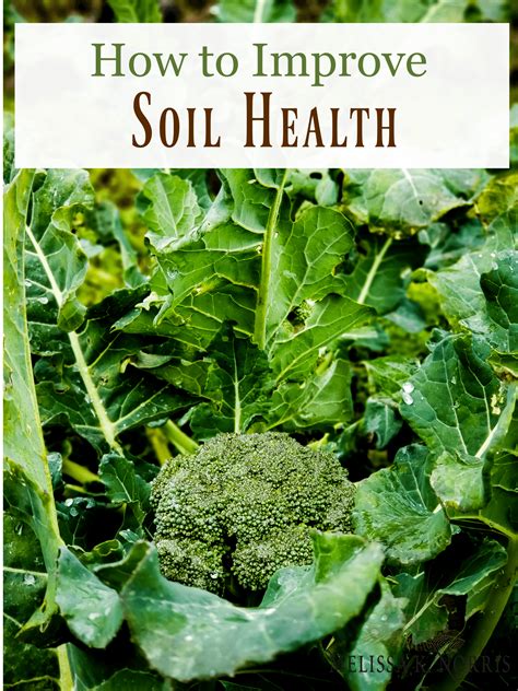 How To Improve Soil Health