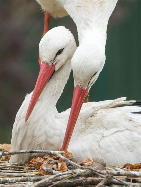 White Stork Pictures Download Free Images On Unsplash