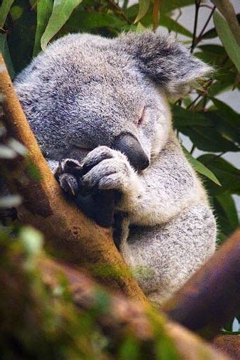 Sleeping Koala Bear Pictures Photos And Images For Facebook Tumblr