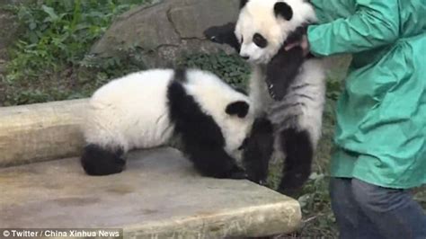 Chinese Panda Twin Cubs Frolicking During Public Debut Daily Mail Online