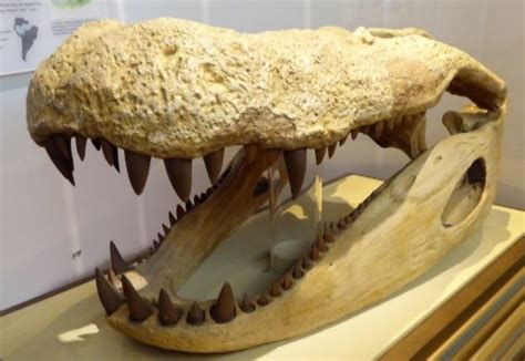Paleontology 101 The Cenozoic The Age Of Mammals Photo Diary