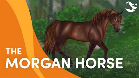 Meet The Morgan Horse 💜🐎 Star Stable Breeds Youtube