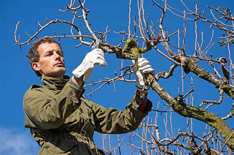 When And How To Prune Peach Trees 4 Expert Tips House Grail