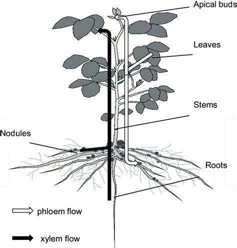 Transport Pathways Of Nutrients And Water By Xylem And Phloem In A