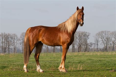 Breed Profile The American Saddlebred Horse