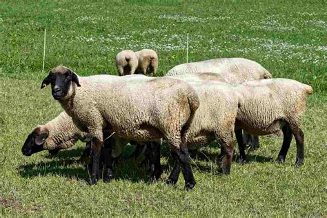 Organic Sheep Farming And Production Guide Agri Farming