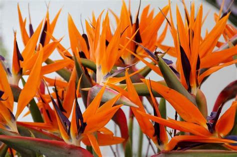 Bird Of Paradise Plants Buying And Growing Guide