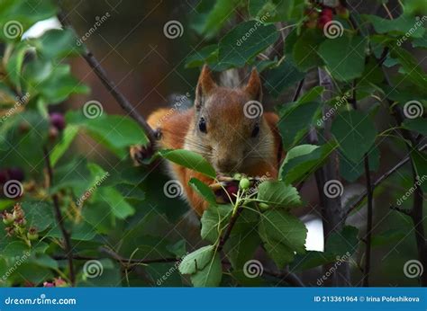 Squirrel Eating Berries On A Tree Stock Photo Image Of Summer