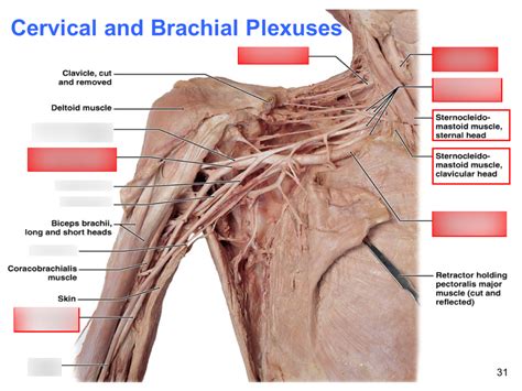 Cervical And Brachial Plexus Diagram Quizlet
