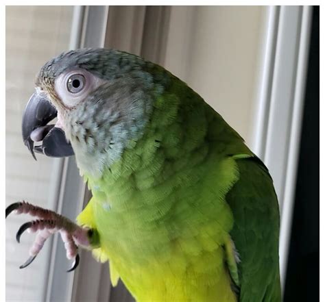 Buy Dusky Headed Parakeet Conure Online For Sale Top Breeders