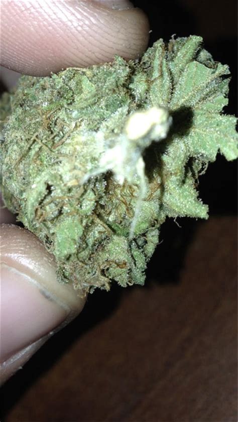 Photos Of Willie Nelson Weed Strain Buds Leafly