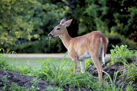 Fill the bottle with vinegar, ammonia how do you keep deer away from driving? Deer Proofing Roses: How To Prevent Deer Damage To Rose Bushes