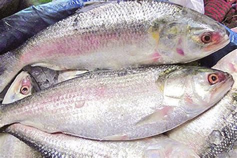 Padma Ilish Fresh Hilsa Fish Fresh Ilish 1kg Bisarga Online