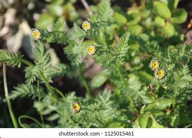 90 Chrysanthemum Balsamita Images Stock Photos Vectors Shutterstock